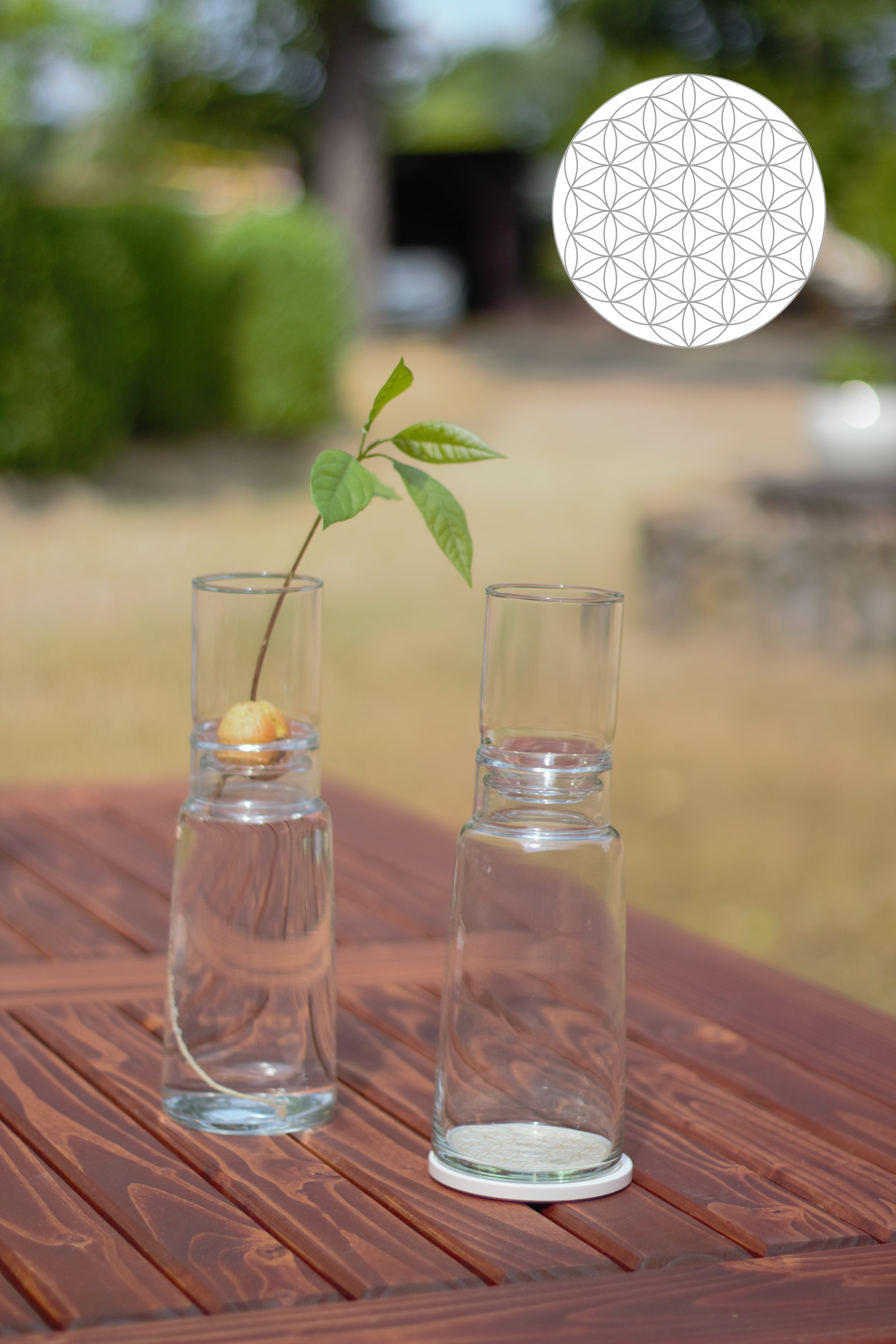 Anzuchtglasset mit kurzem Aufsatz Blume des Lebens, Durchmesser: 90 mm