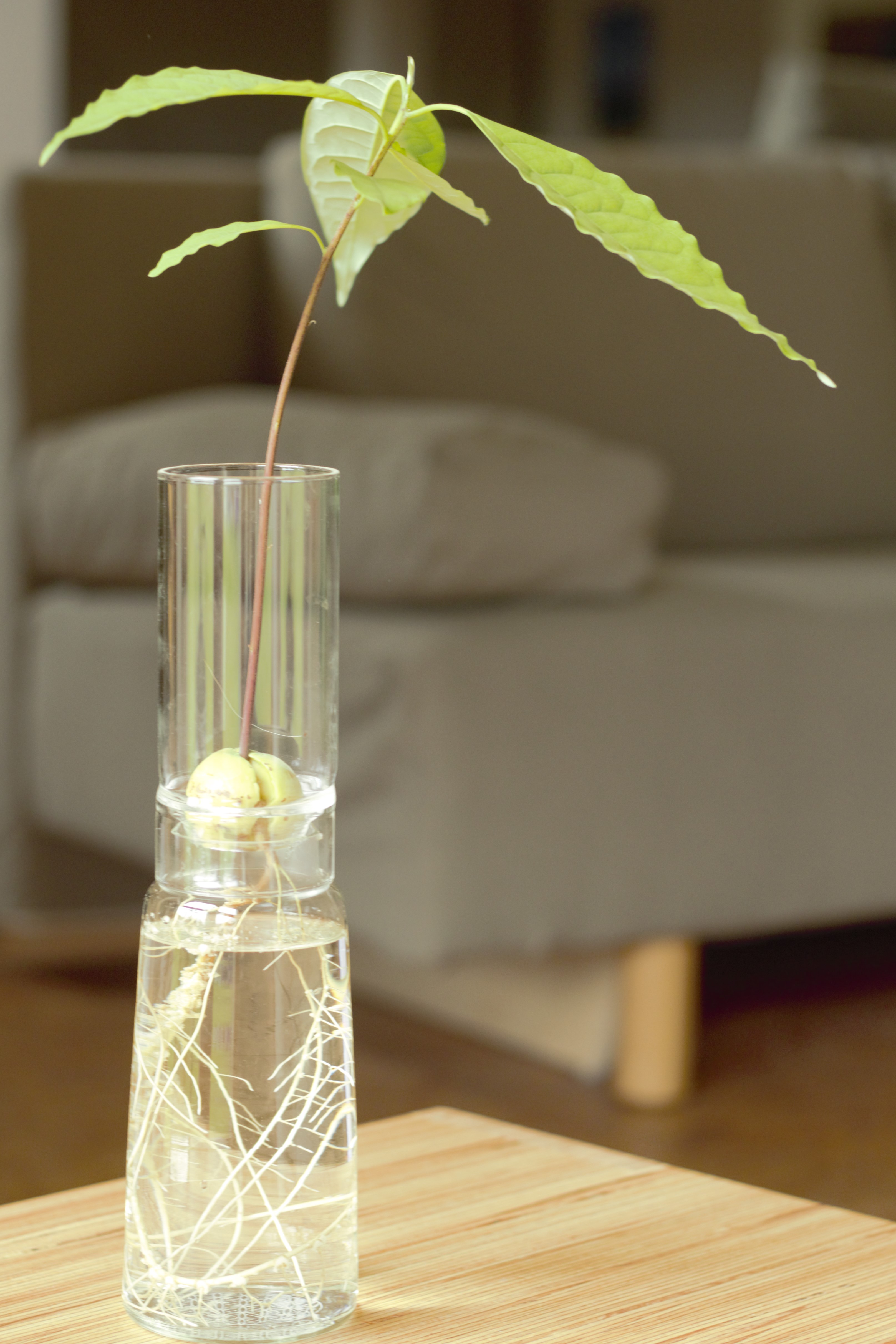 Anzuchtglasset mit langem Aufsatz Blume des Lebens, Durchmesser: 90 mm