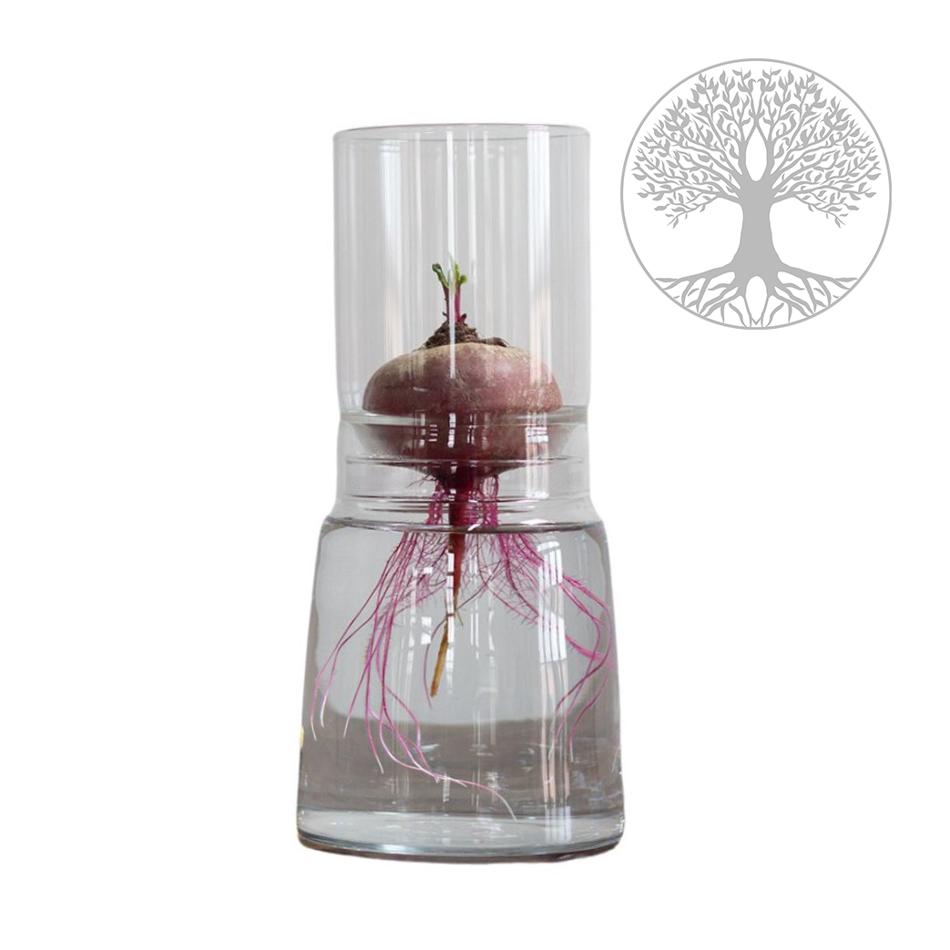 Set de verres de culture avec embout long Arbre de vie, diamètre : 130mm